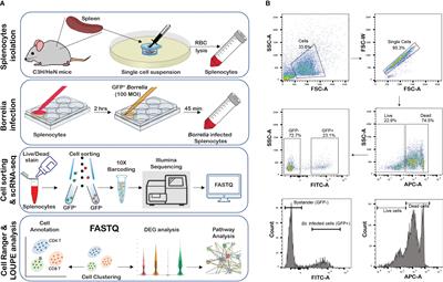 Cellular and transcriptome signatures unveiled by single-cell RNA-Seq following ex vivo infection of murine splenocytes with Borrelia burgdorferi